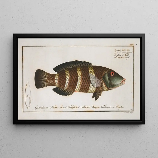 Labrus fasciatus Het gestreepte labruskruis - Marcus Elieser Bloch — ingelijst kunstwerk aan de muur