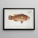 Labrus maculatus The spotted wrasse - Marcus Elieser Bloch — framed artwork on a wall
