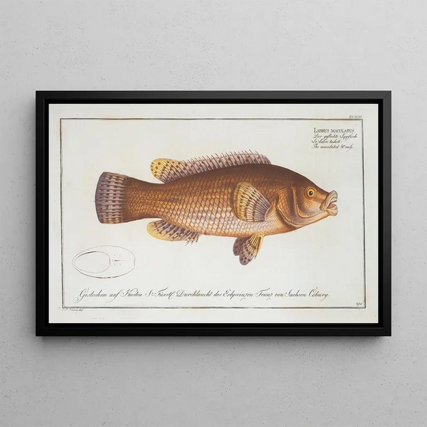 Marcus Elieser Bloch - Labrus maculatus The maculated Wrasse.webp