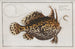 Lophius histrio, the American toad - Marcus Elieser Bloch — artwork view