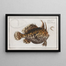 Lophius histrio, the American toad - Marcus Elieser Bloch — framed artwork on a wall