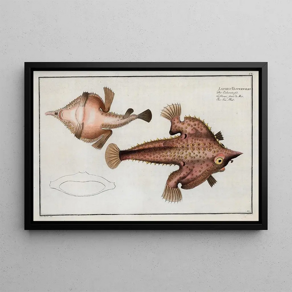 Lophius Vespertilio, the sea bat - Marcus Elieser Bloch — framed artwork on a wall