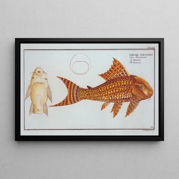 Loricaria plecostomus Le Guacari - Marcus Elieser Bloch — ingelijst kunstwerk aan de muur