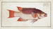 Lutjanus Vires, The Sea Boar - Marcus Elieser Bloch — artwork view