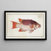 Lutjanus Vires, The Sea Boar - Marcus Elieser Bloch — framed artwork on a wall