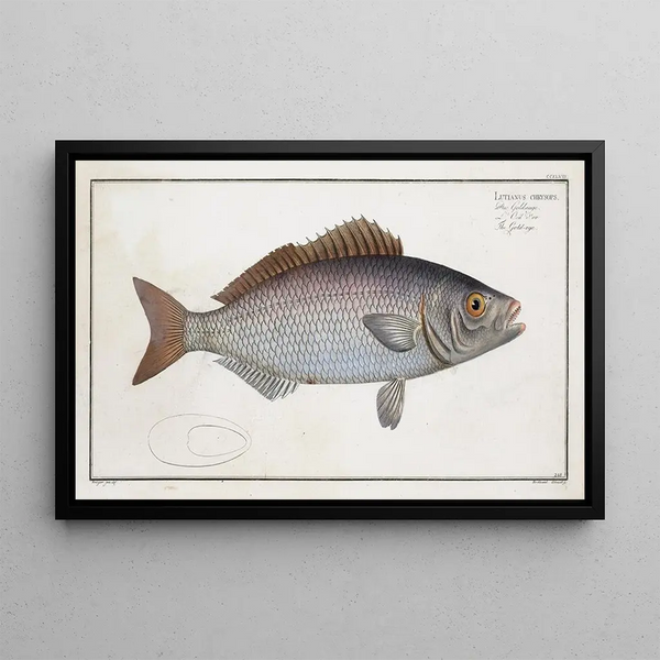 Marcus Elieser Bloch - Lutianus chrysops The Goldeye.webp