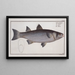 Mugil cephalus The Mullet - Marcus Elieser Bloch — framed artwork on a wall