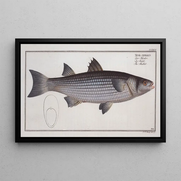 Mugil cephalus Le Mulet - Marcus Elieser Bloch — ingelijst kunstwerk aan de muur