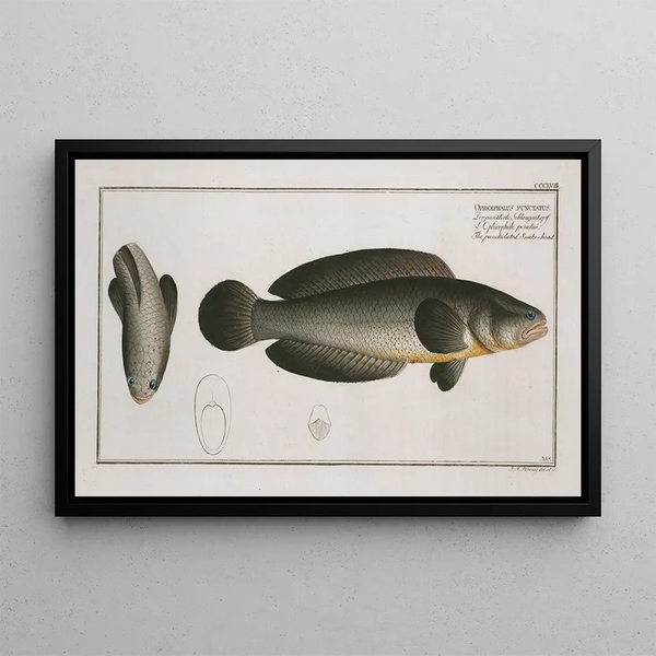 Ophicephalus punctatus De gevlekte snoekkop - Marcus Elieser Bloch — ingelijst kunstwerk aan de muur