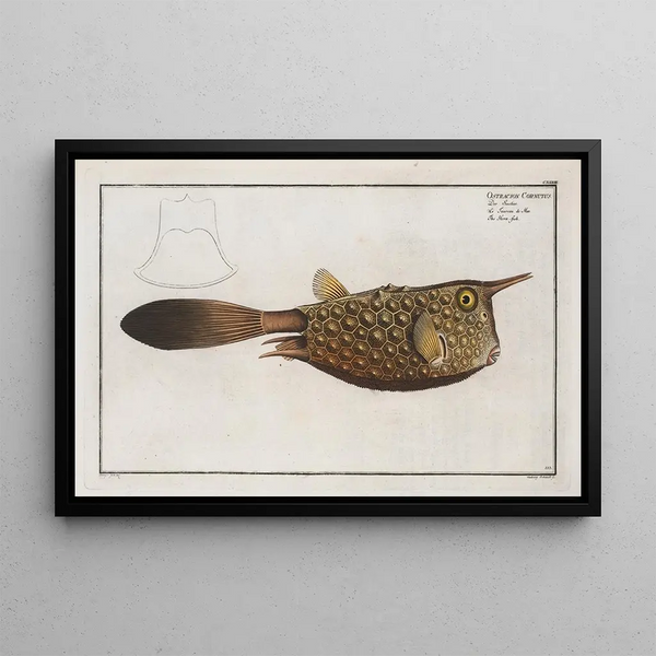 Marcus Elieser Bloch - Ostracion Cornutus The Hornfish.webp