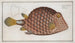 Ostracion Tricornus The triangular fish - Marcus Elieser Bloch — artwork view