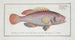 Perca punctata The Black Bass - Marcus Elieser Bloch — artwork view