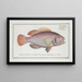 Perca punctata The Black Bass - Marcus Elieser Bloch — framed artwork on a wall