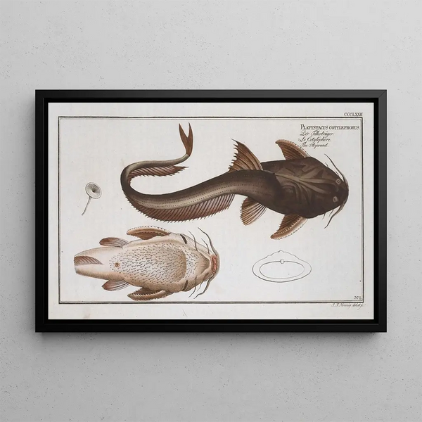 Marcus Elieser Bloch - Platystacus cotylephorus The Aspread.webp