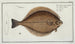 Flatfish Limanda The Flounder - Marcus Elieser Bloch — artwork view