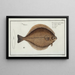Flatfish Limanda The Flounder - Marcus Elieser Bloch — framed artwork on a wall
