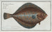 Pleuronectes platessa, the plaice - Marcus Elieser Bloch — artwork view