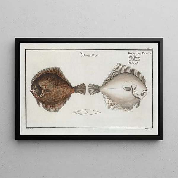 Pleuronectes Rhombus La Perle - Marcus Elieser Bloch — framed artwork on a wall