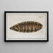Pleuronectes zébré - Marcus Elieser Bloch — framed artwork on a wall