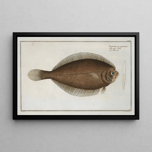 Pleuronectes limandoides - Marcus Elieser Bloch — ingelijst kunstwerk aan de muur