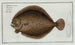Pleuronectes maximus, the turbot - Marcus Elieser Bloch — artwork view