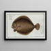 Pleuronectes maximus, the turbot - Marcus Elieser Bloch — framed artwork on a wall