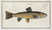 Salmo Fario De Forel - Marcus Elieser Bloch — weergave van het kunstwerk
