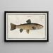 Salmo Fario De Forel - Marcus Elieser Bloch — ingelijst kunstwerk aan de muur