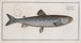 Salmo Goedenii, the salmon of Goeden - Marcus Elieser Bloch — artwork view