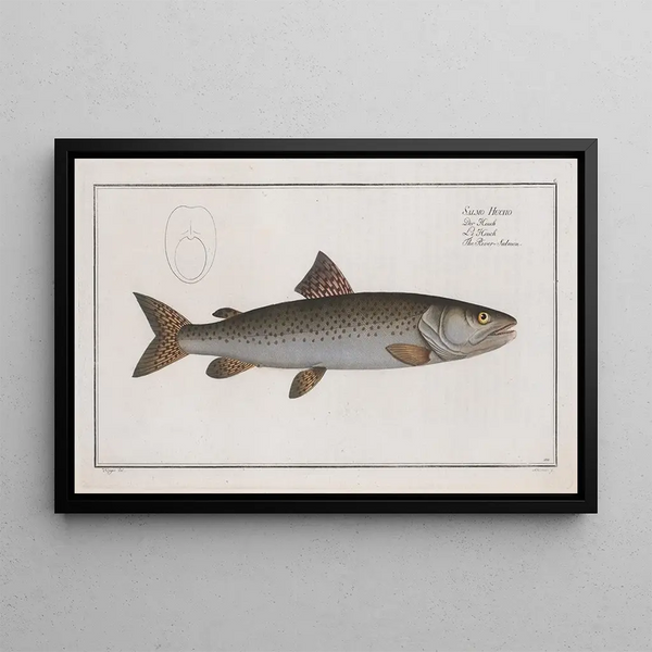 Salmo Hucho, the river salmon - Marcus Elieser Bloch — framed artwork on a wall