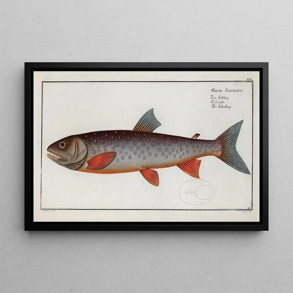 Salmo Salvelinus, de Salveling - Marcus Elieser Bloch — ingelijst kunstwerk aan de muur