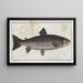 Salmo trutta, de forel - Marcus Elieser Bloch — ingelijst kunstwerk aan de muur