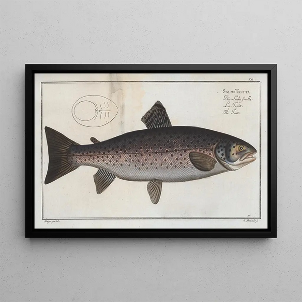 Salmo trutta, la truite - Marcus Elieser Bloch — framed artwork on a wall
