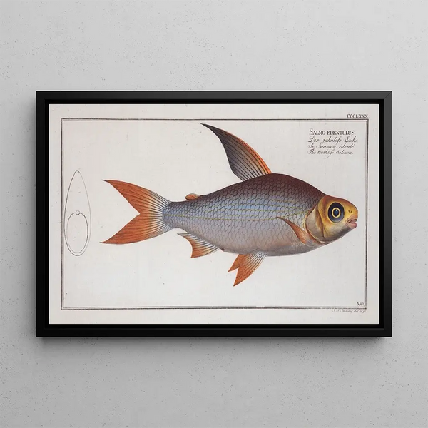 Marcus Elieser Bloch - Salmo edentulus The toothless Salmon.webp
