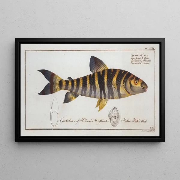 Marcus Elieser Bloch - Salmo fasciatus Tthe streaked Salmon.webp