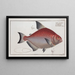 Salmo rhombeus The rhomboid salmon - Marcus Elieser Bloch — framed artwork on a wall