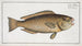 Scarus viridis, the green parrotfish - Marcus Elieser Bloch — artwork view