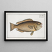 Scarus viridis, the green parrotfish - Marcus Elieser Bloch — framed artwork on a wall