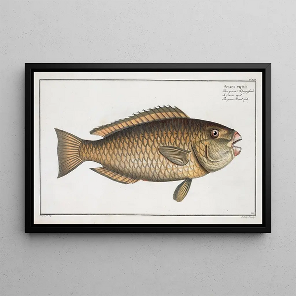 Scarus viridis, de groene papegaaivis - Marcus Elieser Bloch — ingelijst kunstwerk aan de muur
