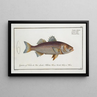 Marcus Elieser Bloch - Sciaena lineata The lineated Umber.webp