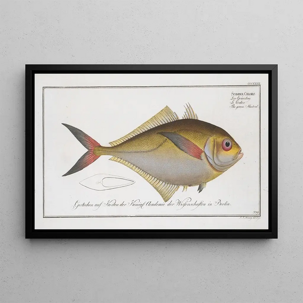 Marcus Elieser Bloch - Scomber ChlorisThe green Mackrel.webp