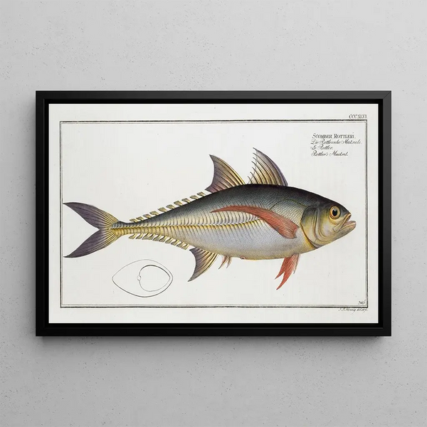Scomber Rottleri Mackerel of Rottler - Marcus Elieser Bloch — framed artwork on a wall