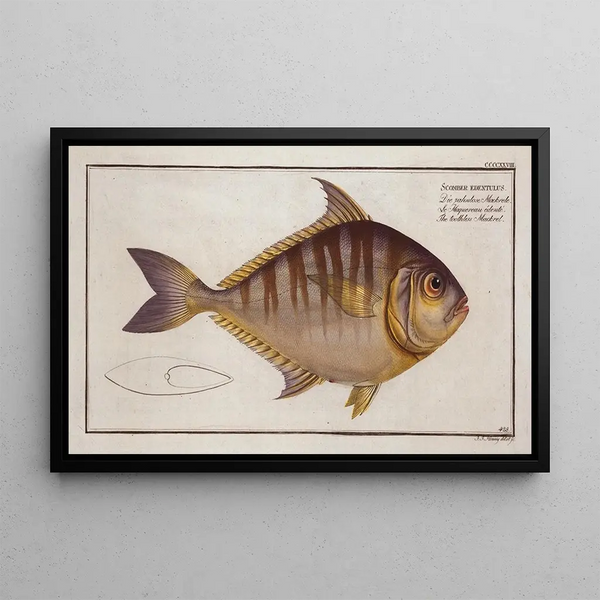 Marcus Elieser Bloch - Scomber edentulus The toothless Mackrel.webp