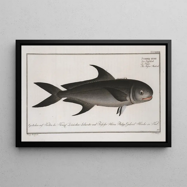 Scomber niger, the black mackerel - Marcus Elieser Bloch — framed artwork on a wall