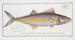 Scomber regalis, the king's fish - Marcus Elieser Bloch — artwork view