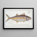 Scomber regalis, the king's fish - Marcus Elieser Bloch — framed artwork on a wall