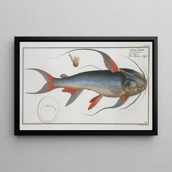 Marcus Elieser Bloch - Silurus Bagre The Saltwater Katfish.webp