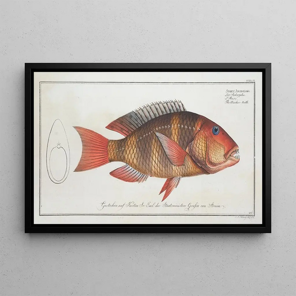 Sparus Anchorago Le dentancre - Marcus Elieser Bloch — framed artwork on a wall