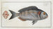 Sparus Aurata, dorade royale - Marcus Elieser Bloch — artwork view