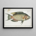 Sparus chlorourus - Marcus Elieser Bloch — framed artwork on a wall
